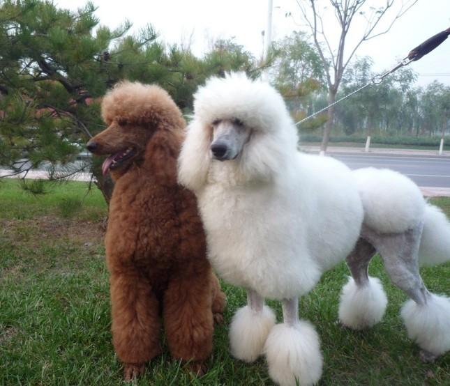 猫咪是不是长得很快?揭秘猫咪的生长速度与变化