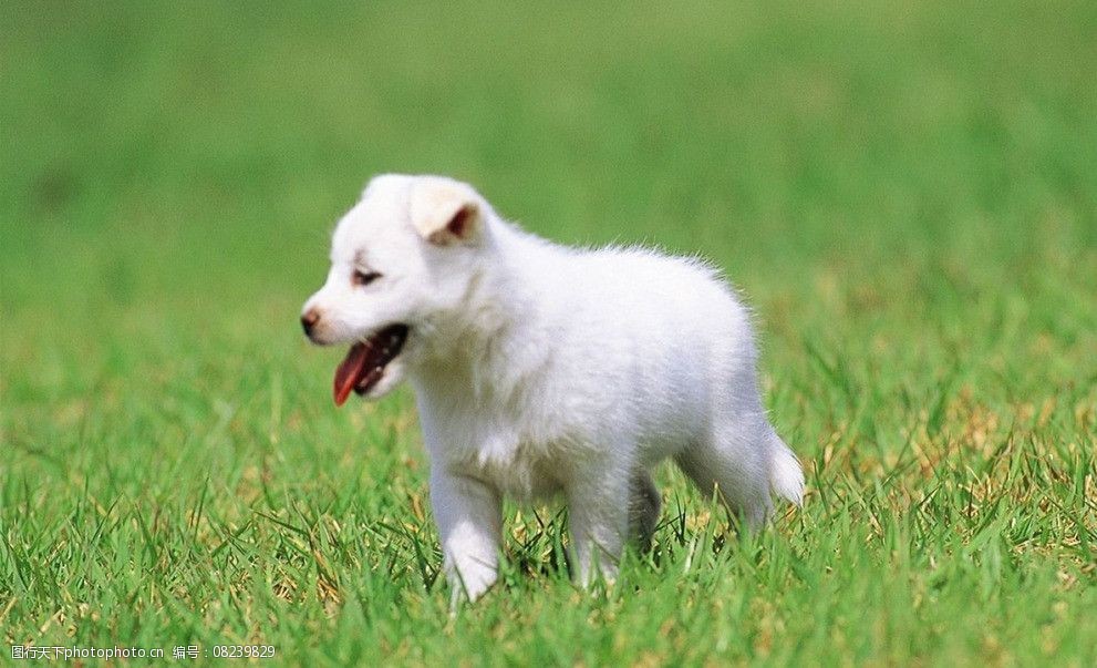 狗狗产后刨地:揭秘背后的原因与应对策略